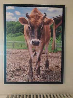 Gorgeous photography art inside the farmhouse. I believe this is Dexter who is a very friendly Jersey cow. at Tamerlaine Sanctuary & Preserve in Montague