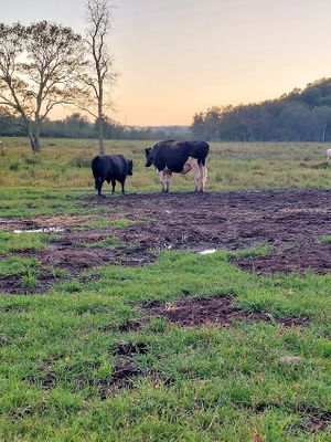 Communion   at Tamerlaine Sanctuary & Preserve in Montague