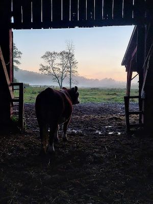 Contemplation at Tamerlaine Sanctuary & Preserve in Montague
