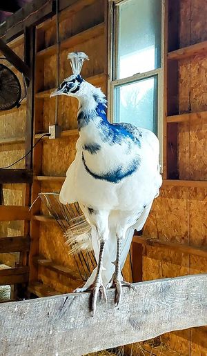  at Tamerlaine Sanctuary & Preserve in Montague