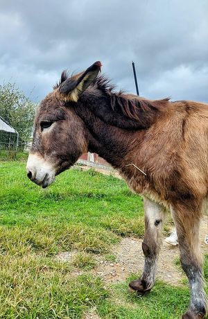  at Tamerlaine Sanctuary & Preserve in Montague