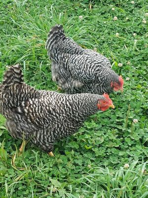  at Tamerlaine Sanctuary & Preserve in Montague