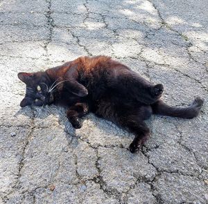 Diver the sweet barn cat is very welcoming at Tamerlaine Sanctuary & Preserve in Montague