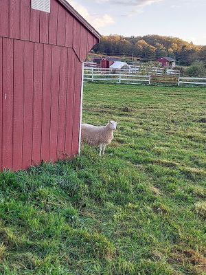  at Tamerlaine Sanctuary & Preserve in Montague