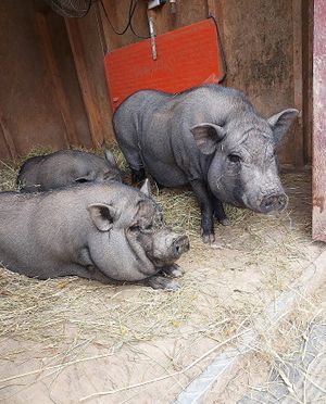  at Tamerlaine Sanctuary & Preserve in Montague