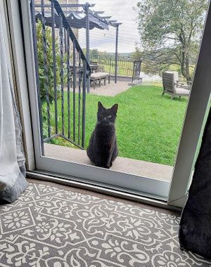 Diver will make you think she is allowed in, not so though, lol at Tamerlaine Sanctuary & Preserve in Montague