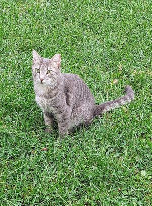 Peaches at Tamerlaine Sanctuary & Preserve in Montague