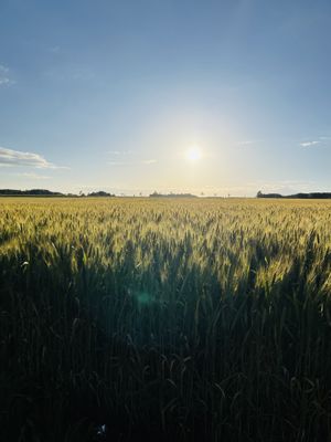   at La Cour de Husson in Charme