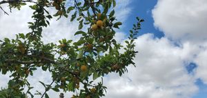  at La Cour de Husson in Charme