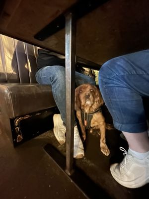 Teddy 🐶  at BrewDog in Hull