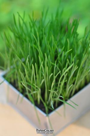 Wheatgrass at Living Juices in Koh Tao