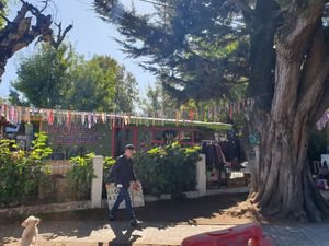  at La Vegana Carnavalera in Lican Ray