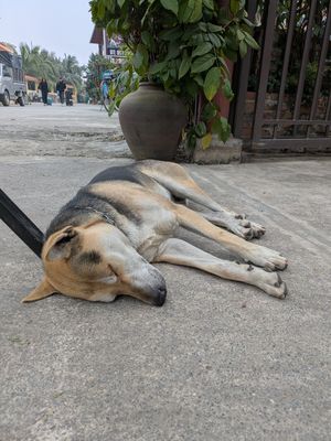 Owner's dog (a cutie very friendly) at Tam Coc Ngo Dong Homestay and Vegan Restaurant in Ninh Binh