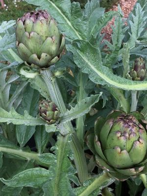 Artichokes growing fresh in the gardens surrounding the Earthbound Farm Stand and Cafe at Earthbound Farm Stand and Cafe in Carmel