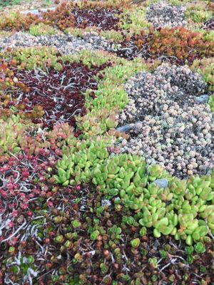 Gardens surrounding the Earthbound Farm Stand and Cafe at Earthbound Farm Stand and Cafe in Carmel