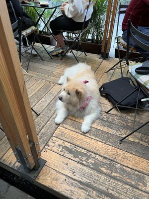   at Pandaria Rosetta in Mexico City