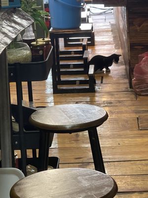 Café cat   at Chay Ngon Hung Phat in Ho Chi Minh City