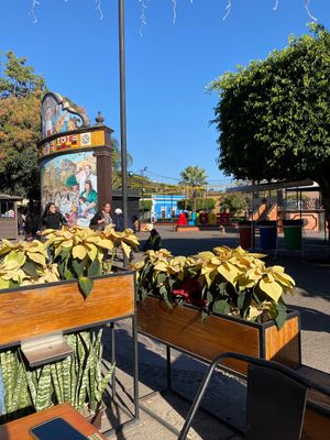 Adjacent from the Tequila sign  at Amor de Mis Amores  in Tequila