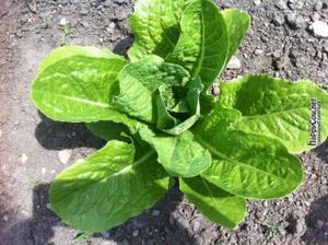 Our farm to plate - local, organic romaine, picked this morning! at New Moon VT in Burlington