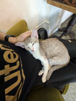 Miki is an absolute sweetheart who was on my lap in literally 2 minutes 😊❤️🐈 at Bonita Cafe and Social Club in Bangkok