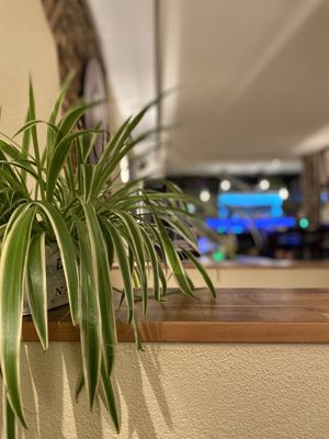 Full bar  at plan B in Nierstein