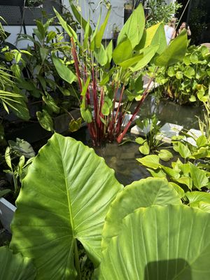   at The Craftist in Phuket