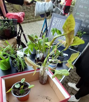 pflanzentausch😍 at fijnwerk in Ratingen