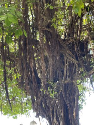   at Tamarindo Diria Beach Resort in Tamarindo
