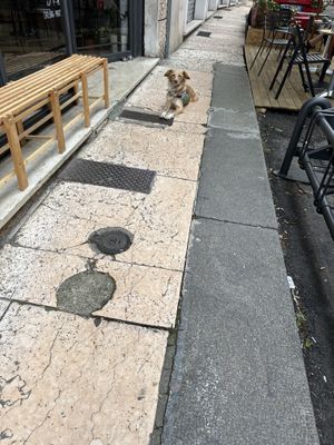 Camilla! The cafe dog! 💕  at Ammazza Caffé in Verona
