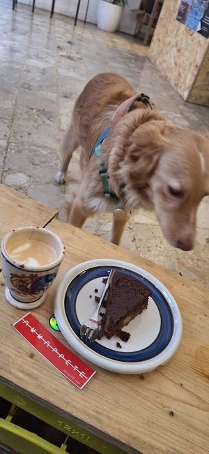 Super delicious vegan cake and coffee at Ammazza Caffé in Verona