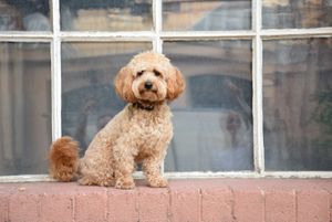  at Coffee + Matcha Bar in Basel