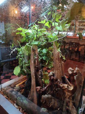 Bugs at ŠMAK in Bratislava