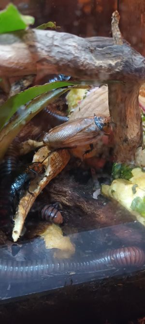 Feed then food scraps, very cute at ŠMAK in Bratislava