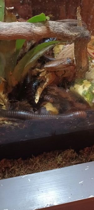  at ŠMAK in Bratislava