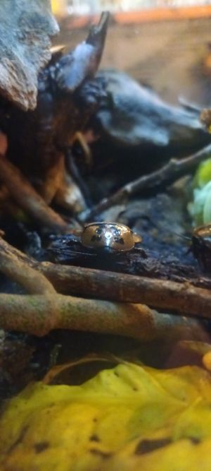  at ŠMAK in Bratislava