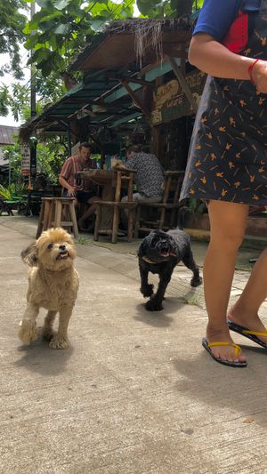 the cutest dogs  at Dacha Tree Cafe, Gallery and Deli  in Pai