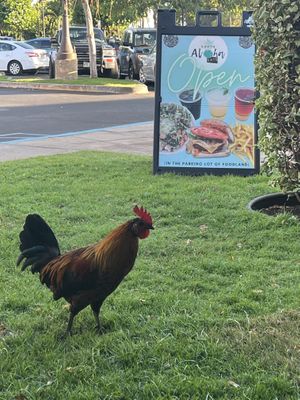 He knows he is safe here😄 at Earth Aloha Eats in Kihei