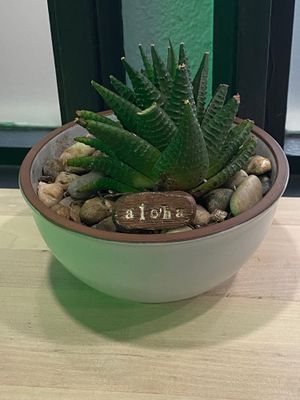  at Earth Aloha Eats in Kihei