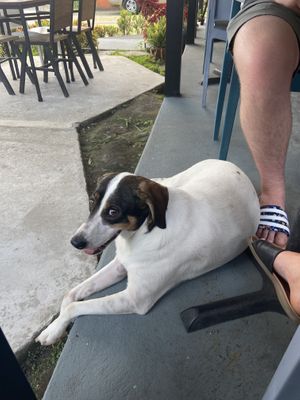 Friend we made at lunch   at The Open Kitchen - La Fortuna in La Fortuna