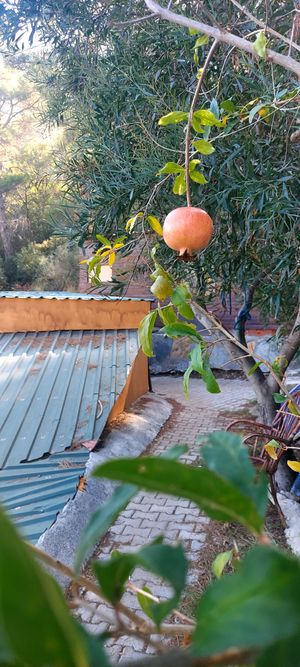 Georgian Kitchen Vegan & Vegetarierin  #Veganuary at BATUMI in Berlin