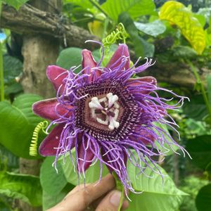 Calala (passion fruit) growing in our jungle food forest.  at Segunda Vida Inn in San Juan Del Sur