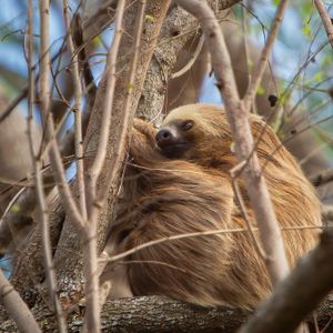 Local sloth on property seen from our nature trail.  at Segunda Vida Inn in San Juan Del Sur