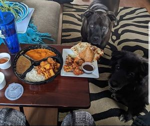 dogs and takeout at Maurya's.Rest.Bar.Banquet in Kamloops