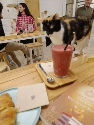 Cats must not be fed. But no one told that to the cats. at La Fábrica de Huellas in Valencia