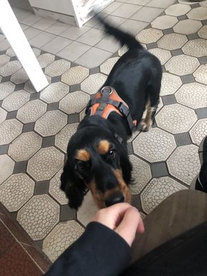 Laktes, einer der Haushunde.  at Fellfreunde Unser Hundecafe in Berlin