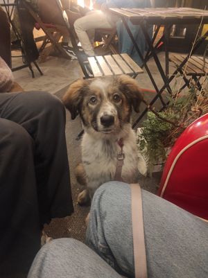 Son pet Friendly 🧡 at Utopía in A Coruna