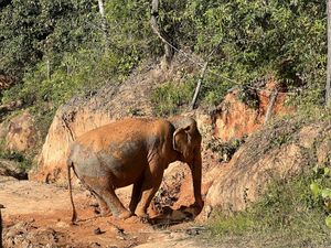 Mud bath  #Veganuary at Chang Chill in Chiang Mai