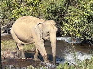 Bathing in the river (by themselves)  #Veganuary at Chang Chill in Chiang Mai