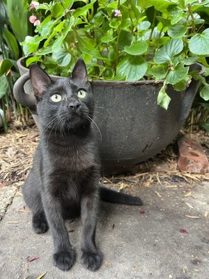   at Breads on Oak  in New Orleans