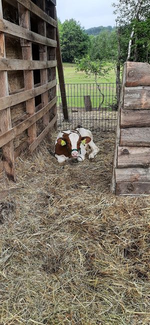  at Lebenshof Pino & Freunde in Siegen